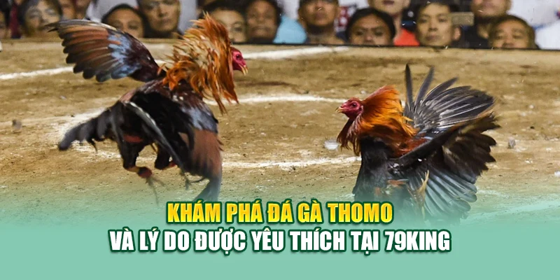 Đá Gà Thomo – Sới Gà Huyền Thoại Được Cập Nhật Tại 79King 1 Khám phá đá gà Thomo và lý do được yêu thích tại 79King