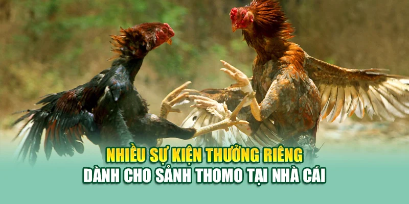 Đá Gà Thomo – Sới Gà Huyền Thoại Được Cập Nhật Tại 79King 3 Nhiều sự kiện thưởng riêng dành cho sảnh Thomo tại nhà cái