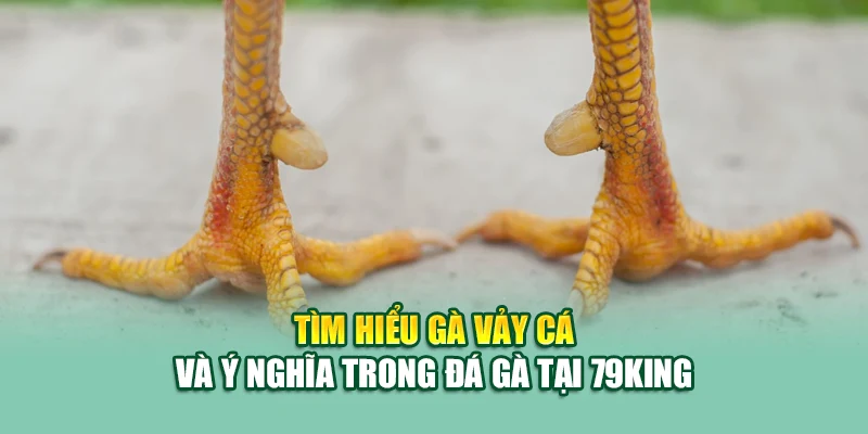 Gà Vảy Cá – Chiến Kê Phong Thủy Được Săn Đón Tại 79King 1 Tìm hiểu gà vảy cá và ý nghĩa trong đá gà tại 79King
