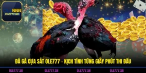 Đá Gà Cựa Sắt OLE777 - Kịch Tính Từng Giây Phút Thi Đấu