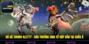 Đá Gà Thomo OLE777 - Đấu Trường Sinh Tử Hấp Dẫn Tại Châu Á