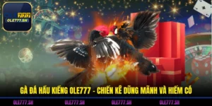 Gà Đá Hầu Kiềng OLE777 - Chiến Kê Dũng Mãnh Và Hiếm Có