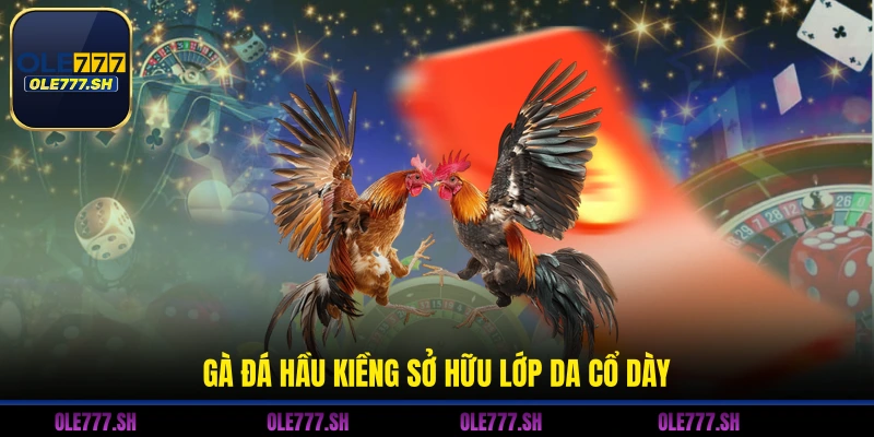 Gà đá hầu kiềng sở hữu lớp da cổ dày