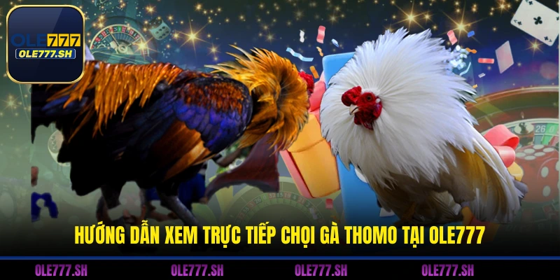 Hướng dẫn xem trực tiếp chọi gà Thomo tại OLE777