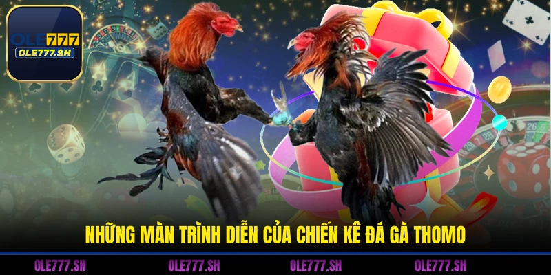 Những màn trình diễn của chiến kê đá gà Thomo